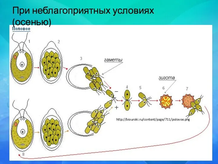 При неблагоприятных условиях (осенью) http://biouroki.ru/content/page/711/polovoe.png