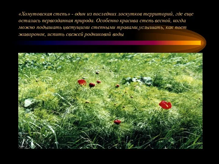 «Хомутовская степь» - один из последних лоскутков территорий, где еще осталась