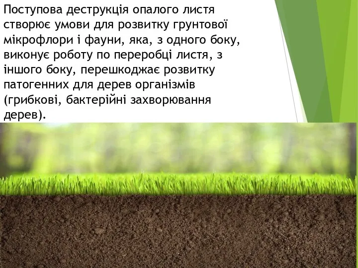 Поступова деструкція опалого листя створює умови для розвитку грунтової мікрофлори і