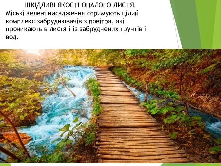 ШКІДЛИВІ ЯКОСТІ ОПАЛОГО ЛИСТЯ. Міські зелені насадження отримують цілий комплекс забруднювачів