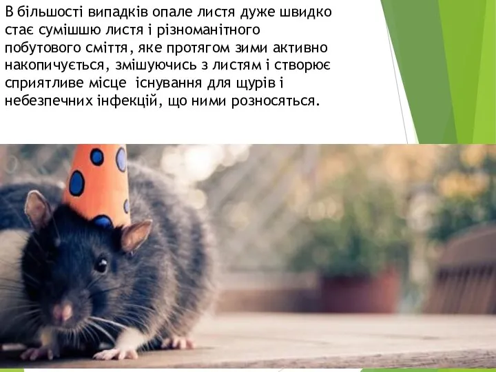 В більшості випадків опале листя дуже швидко стає сумішшю листя і