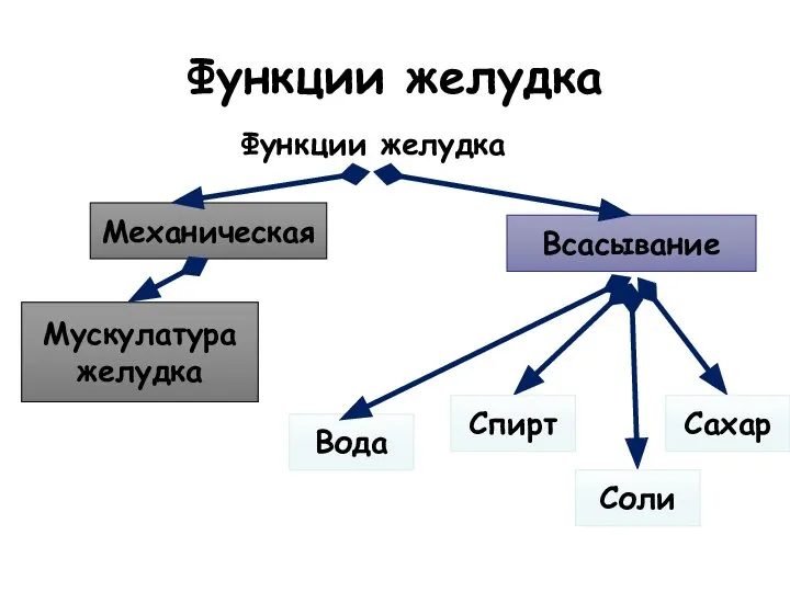 Функции желудка Функции желудка Мускулатура желудка Механическая Всасывание Вода Сахар Соли Спирт