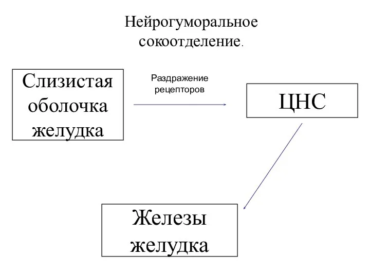 Слизистая оболочка желудка Раздражение рецепторов ЦНС Железы желудка Нейрогуморальное сокоотделение.