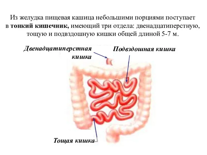 Из желудка пищевая кашица небольшими порциями поступает в тонкий кишечник, имеющий