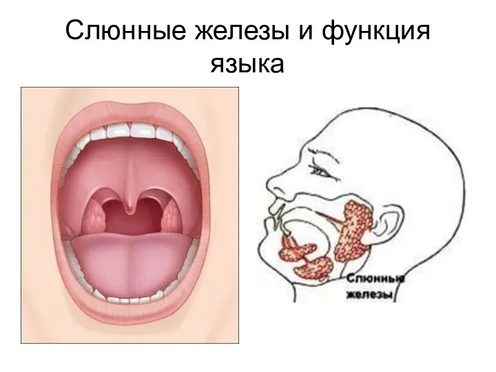 Слюнные железы и функция языка