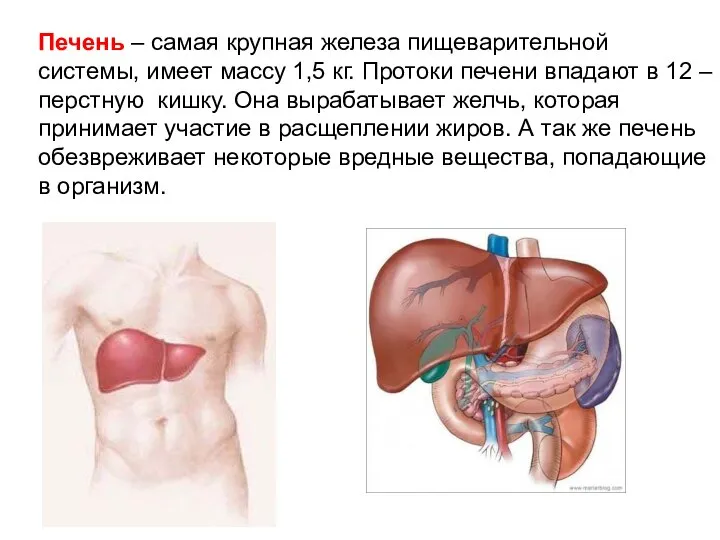 Печень – самая крупная железа пищеварительной системы, имеет массу 1,5 кг.