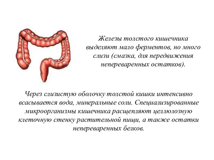 Через слизистую оболочку толстой кишки интенсивно всасывается вода, минеральные соли. Специализированные