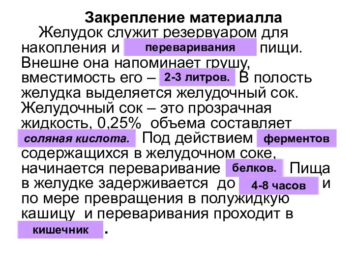 Закрепление материалла Желудок служит резервуаром для накопления и обезвреживания пищи. Внешне