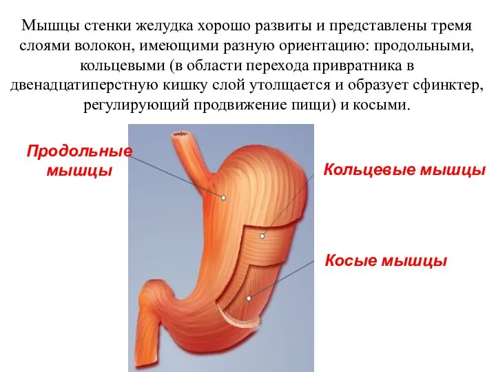 Мышцы стенки желудка хорошо развиты и представлены тремя слоями волокон, имеющими