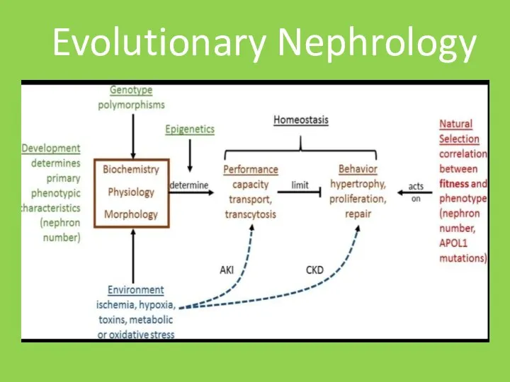 Evolutionary Nephrology