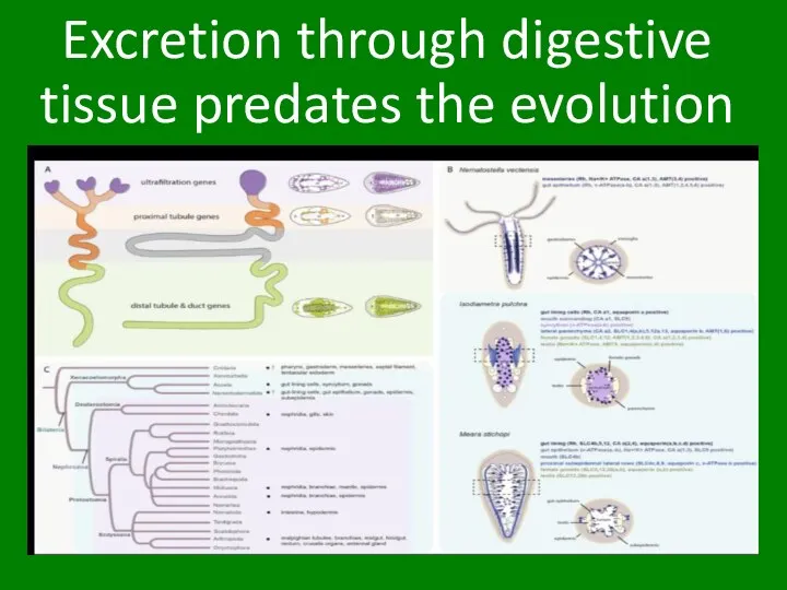 Excretion through digestive tissue predates the evolution