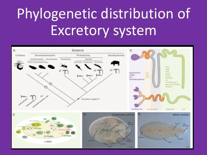 Phylogenetic distribution of Excretory system