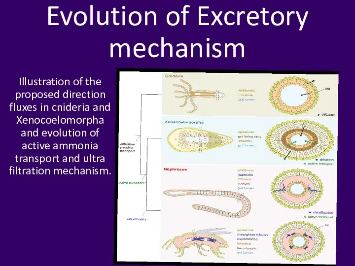 Evolution of Excretory mechanism Illustration of the proposed direction fluxes in