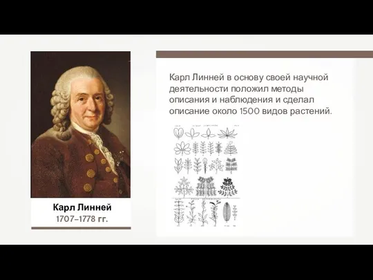 Карл Линней 1707–1778 гг. Карл Линней в основу своей научной деятельности