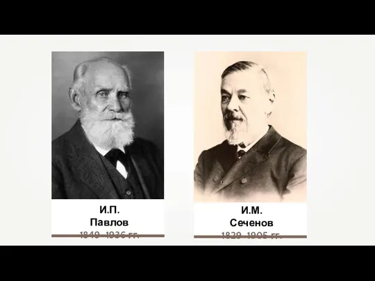 И.П. Павлов 1849–1936 гг. И.М. Сеченов 1829–1905 гг.