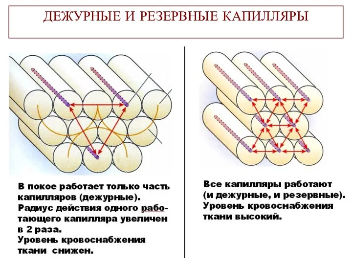 ДЕЖУРНЫЕ И РЕЗЕРВНЫЕ КАПИЛЛЯРЫ