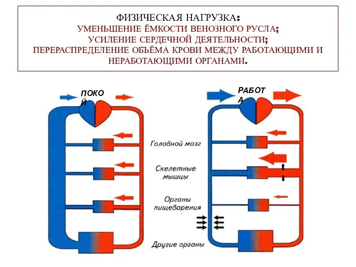 ФИЗИЧЕСКАЯ НАГРУЗКА: УМЕНЬШЕНИЕ ЁМКОСТИ ВЕНОЗНОГО РУСЛА; УСИЛЕНИЕ СЕРДЕЧНОЙ ДЕЯТЕЛЬНОСТИ; ПЕРЕРАСПРЕДЕЛЕНИЕ ОБЪЁМА