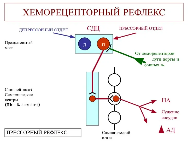 ДЕПРЕССОРНЫЙ ОТДЕЛ ХЕМОРЕЦЕПТОРНЫЙ РЕФЛЕКС д п СДЦ Продолговатый мозг Спинной мозг: