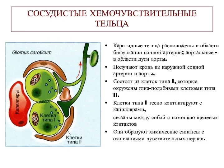 СОСУДИСТЫЕ ХЕМОЧУВСТВИТЕЛЬНЫЕ ТЕЛЬЦА Каротидные тельца расположены в области бифуркации сонной артерии;