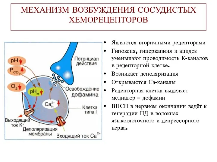 МЕХАНИЗМ ВОЗБУЖДЕНИЯ СОСУДИСТЫХ ХЕМОРЕЦЕПТОРОВ Являются вторичными рецепторами Гипоксия, гиперкапния и ацидоз