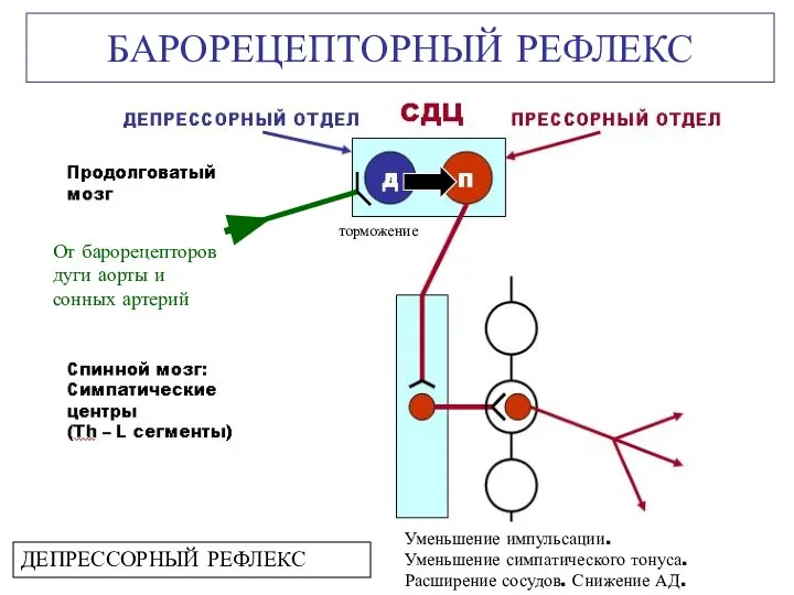 БАРОРЕЦЕПТОРНЫЙ РЕФЛЕКС торможение Уменьшение импульсации. Уменьшение симпатического тонуса. Расширение сосудов. Снижение