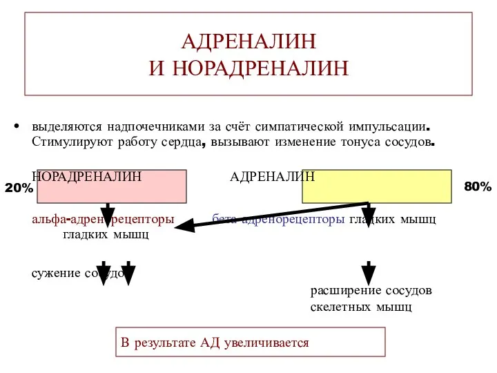 В результате АД увеличивается выделяются надпочечниками за счёт симпатической импульсации. Стимулируют