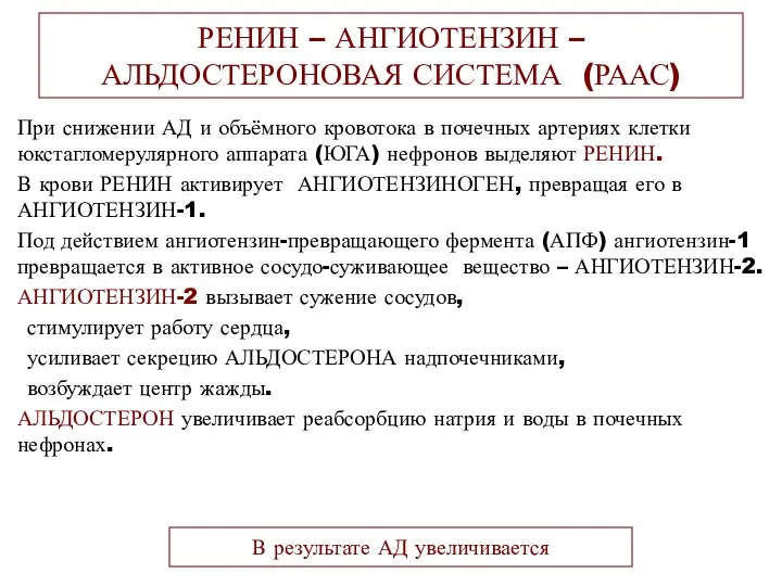 РЕНИН – АНГИОТЕНЗИН – АЛЬДОСТЕРОНОВАЯ СИСТЕМА (РААС) При снижении АД и