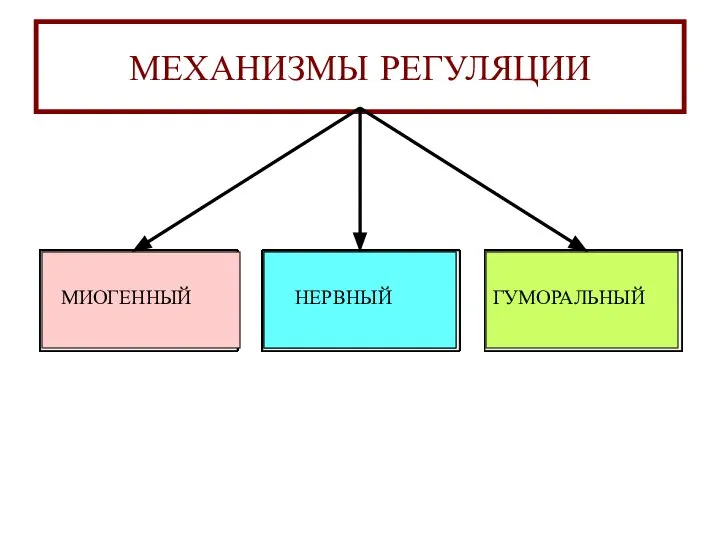 МЕХАНИЗМЫ РЕГУЛЯЦИИ МИОГЕННЫЙ НЕРВНЫЙ ГУМОРАЛЬНЫЙ