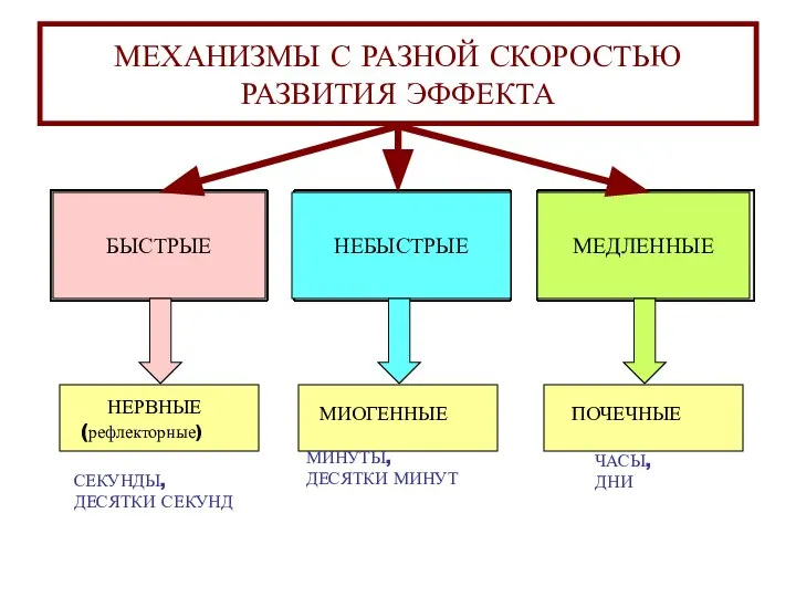 НЕРВНЫЕ (рефлекторные) СЕКУНДЫ, ДЕСЯТКИ СЕКУНД МЕХАНИЗМЫ С РАЗНОЙ СКОРОСТЬЮ РАЗВИТИЯ ЭФФЕКТА