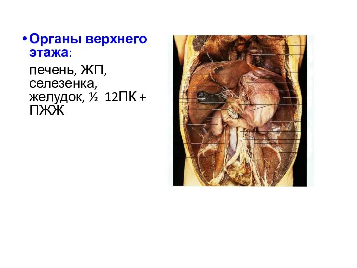 Органы верхнего этажа: печень, ЖП, селезенка, желудок, ½ 12ПК + ПЖЖ