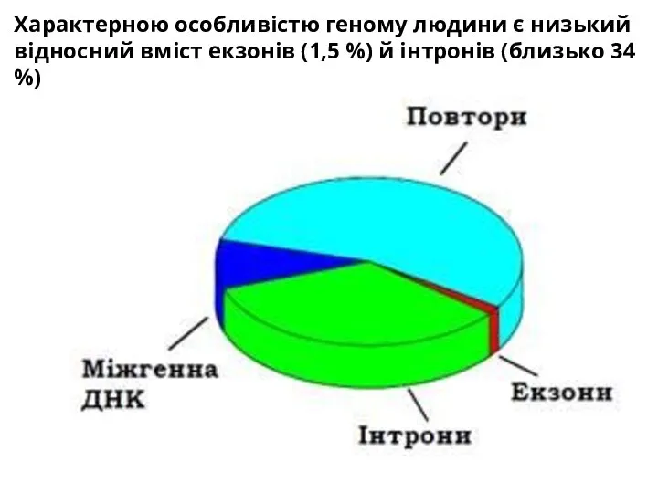 Характерною особливістю геному людини є низький відносний вміст екзонів (1,5 %) й інтронів (близько 34 %)