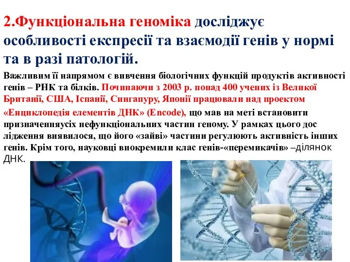 2.Функціональна геноміка досліджує особливості експресії та взаємодії генів у нормі та