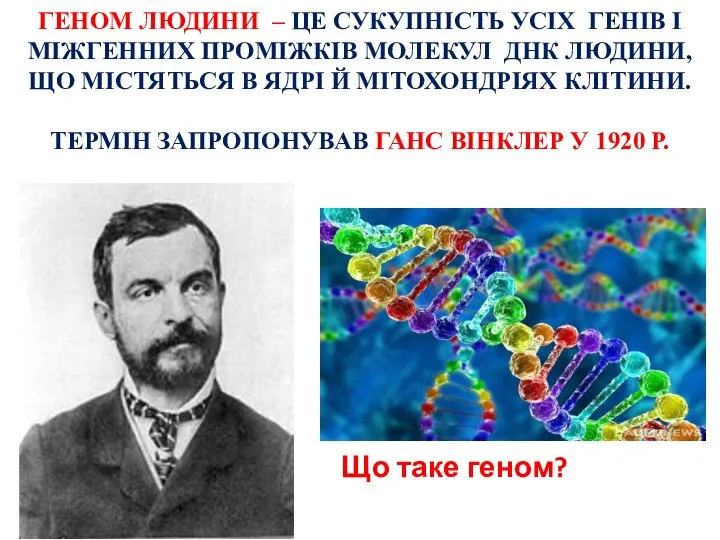 ГЕНОМ ЛЮДИНИ – ЦЕ СУКУПНІСТЬ УСІХ ГЕНІВ І МІЖГЕННИХ ПРОМІЖКІВ МОЛЕКУЛ