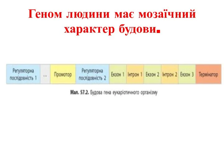 Геном людини має мозаїчний характер будови.