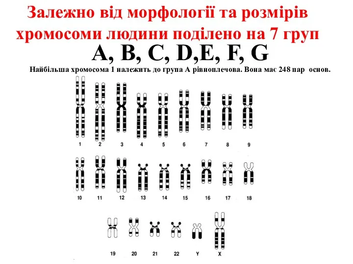 Залежно від морфології та розмірів хромосоми людини поділено на 7 груп