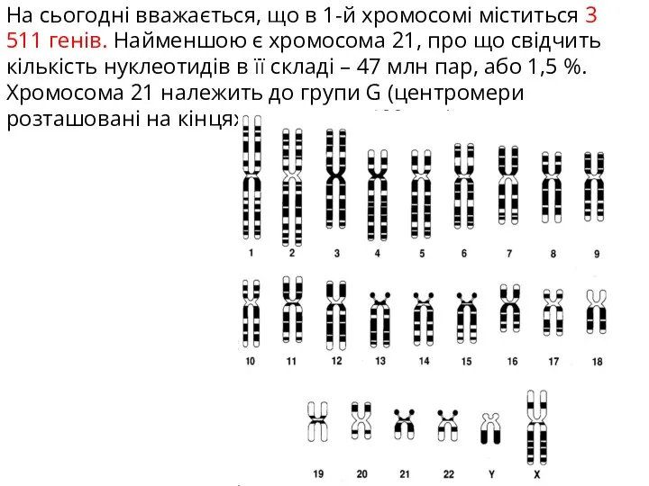 На сьогодні вважається, що в 1-й хромосомі міститься 3 511 генів.