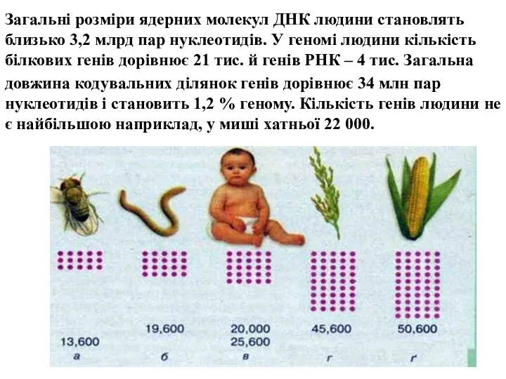 Загальні розміри ядерних молекул ДНК людини становлять близько 3,2 млрд пар