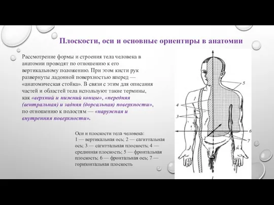 Плоскости, оси и основные ориентиры в анатомии Рассмотрение формы и строения