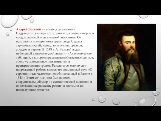 Андрей Везалий — профессор анатомии Падуанского университета, считается реформатором и «отцом