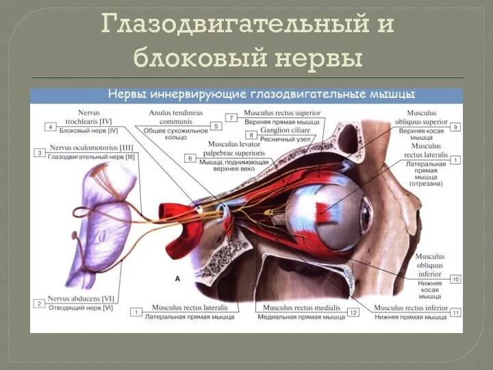 Глазодвигательный и блоковый нервы