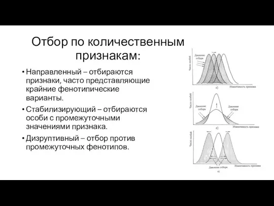 Отбор по количественным признакам: Направленный – отбираются признаки, часто представляющие крайние