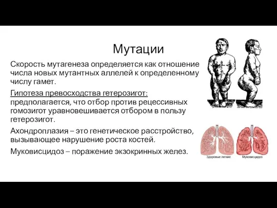 Мутации Скорость мутагенеза определяется как отношение числа новых мутантных аллелей к