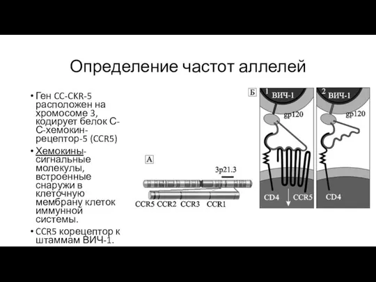 Определение частот аллелей Ген CC-CKR-5 расположен на хромосоме 3, кодирует белок