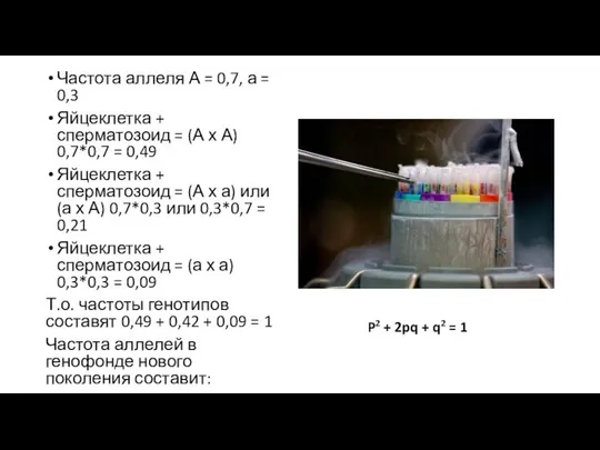 Частота аллеля А = 0,7, а = 0,3 Яйцеклетка + сперматозоид