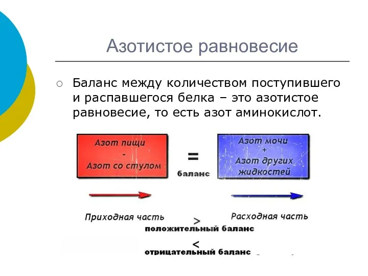 Азотистое равновесие Баланс между количеством поступившего и распавшегося белка – это