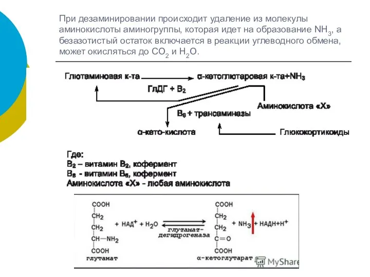 При дезаминировании происходит удаление из молекулы аминокислоты аминогруппы, которая идет на