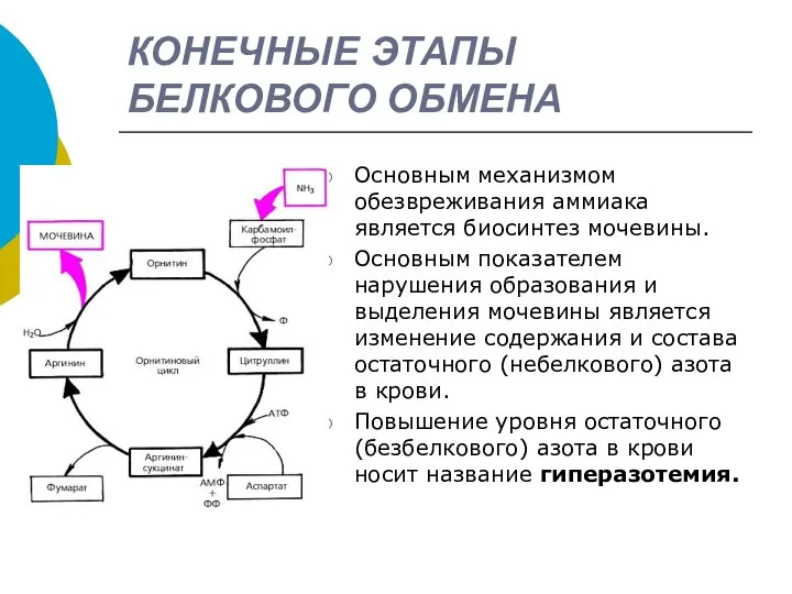 КОНЕЧНЫЕ ЭТАПЫ БЕЛКОВОГО ОБМЕНА Основным механизмом обезвреживания аммиака является биосинтез мочевины.