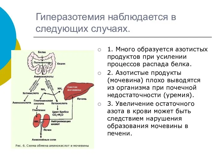 Гиперазотемия наблюдается в следующих случаях. 1. Много образуется азотистых продуктов при