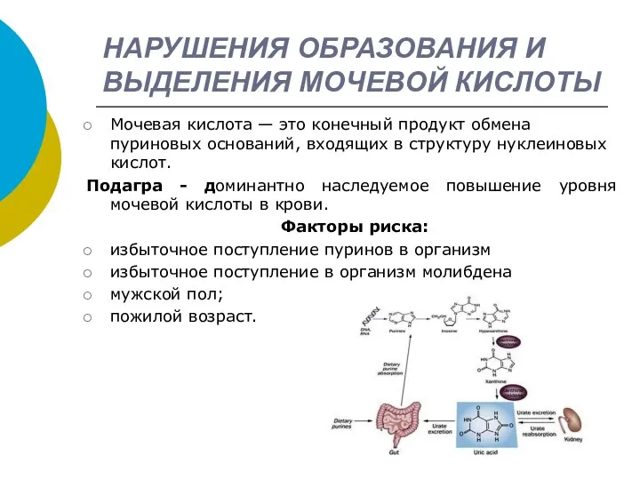 НАРУШЕНИЯ ОБРАЗОВАНИЯ И ВЫДЕЛЕНИЯ МОЧЕВОЙ КИСЛОТЫ Мочевая кислота — это конечный