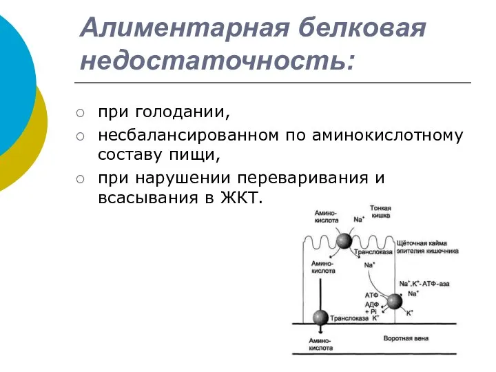 Алиментарная белковая недостаточность: при голодании, несбалансированном по аминокислотному составу пищи, при